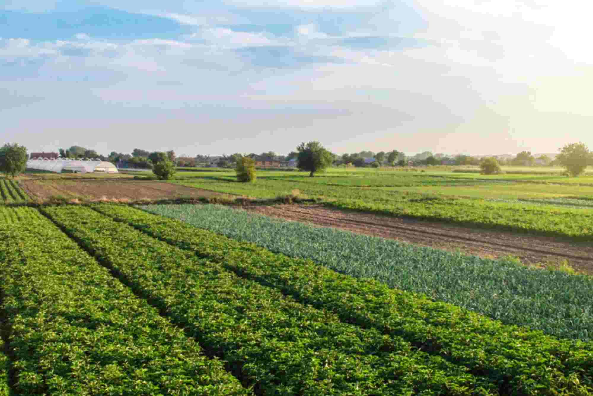 Agriculture Land For Sale In Lahore