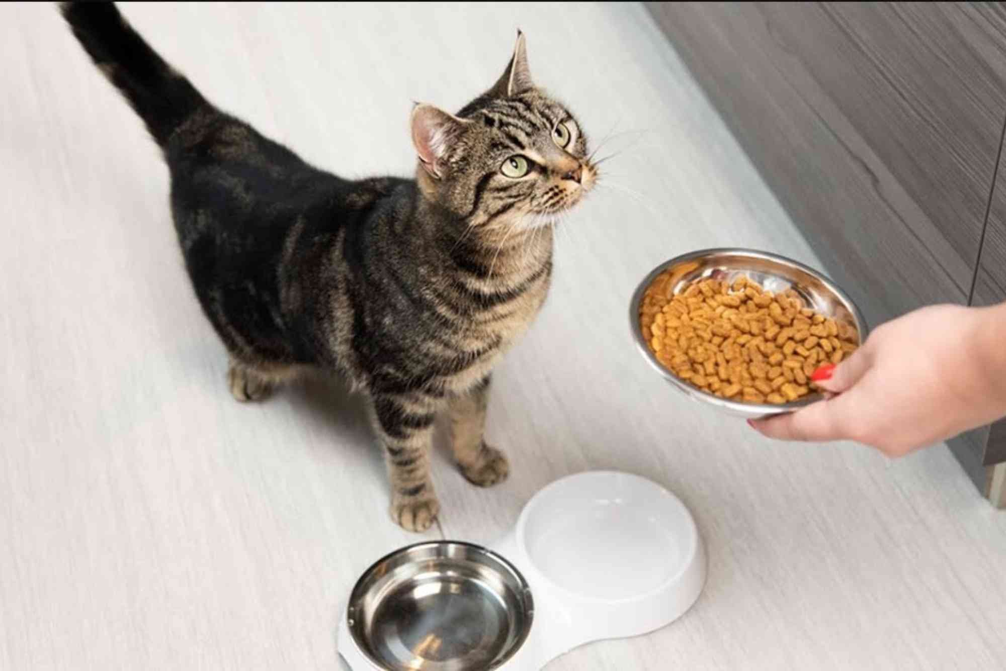 FIV Positive Cat Food