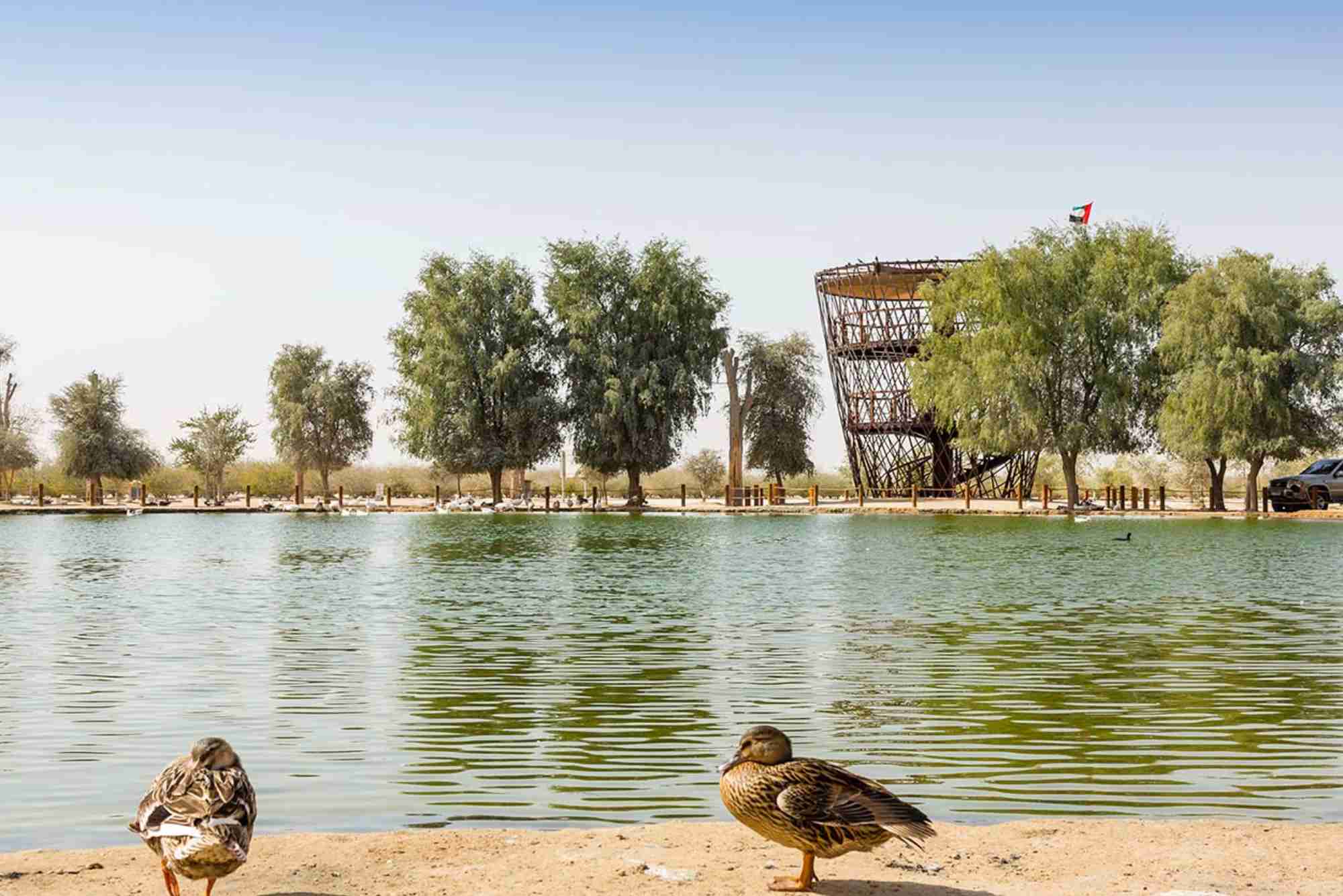 Al Qudra Duck And Swan Lake Flamingo Lake Dubai