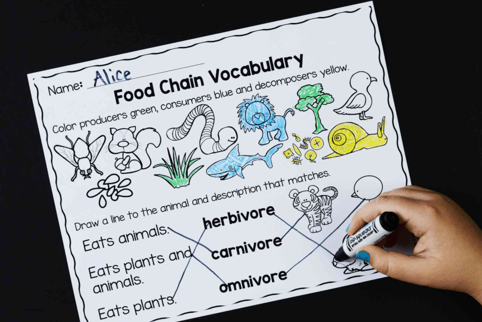 Food Chain Worksheet