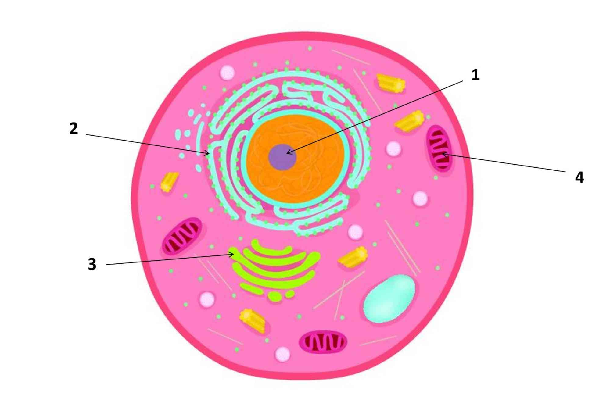 Eukaryotic and Prokaryotic Cells Exam Questions PDF